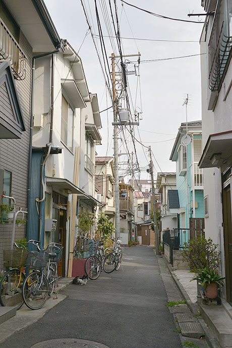 街のねこたち
