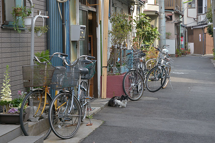 街のねこたち