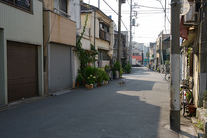 街のねこたち