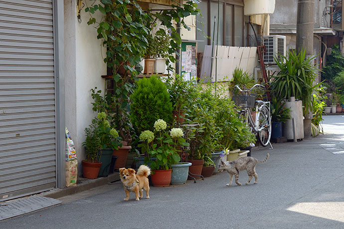 街のねこたち