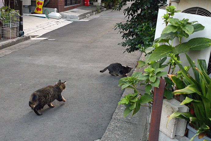 街のねこたち