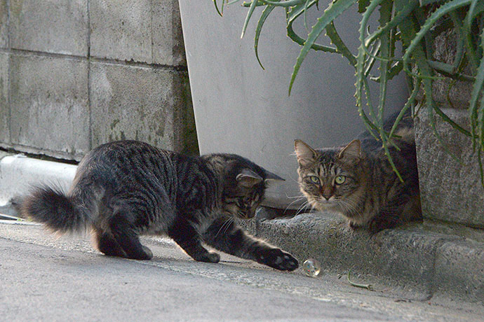 街のねこたち