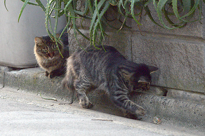 街のねこたち