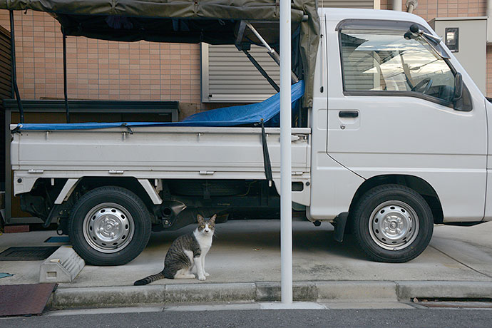 街のねこたち
