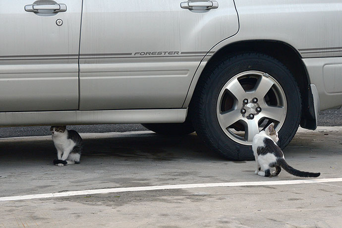 街のねこたち