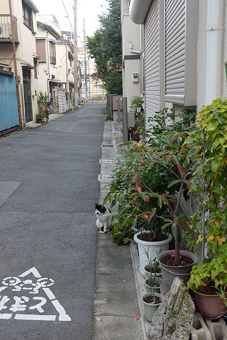 街のねこたち