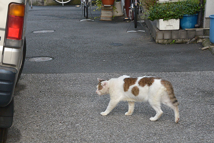 街のねこたち