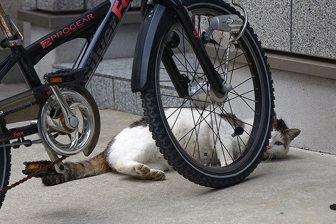 街のねこたち