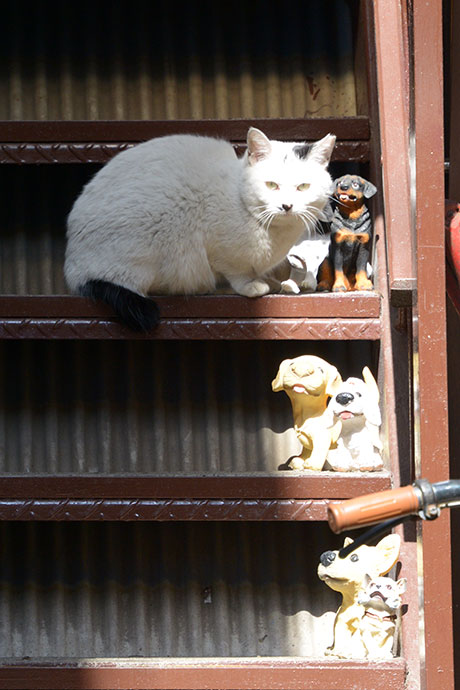 街のねこたち