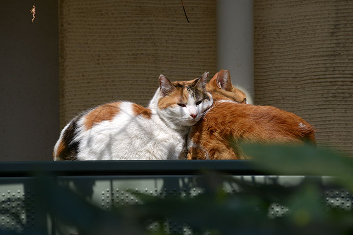 街のねこたち