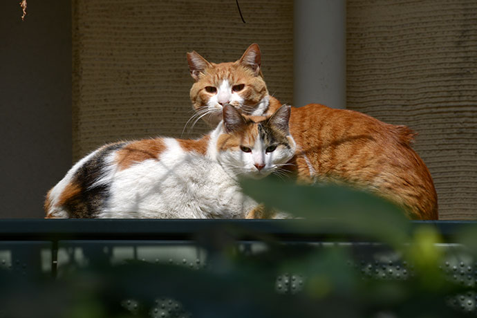 街のねこたち