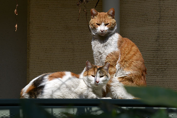 街のねこたち
