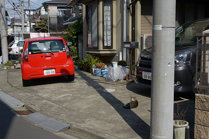 街のねこたち