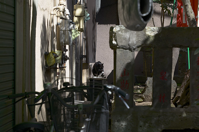街のねこたち