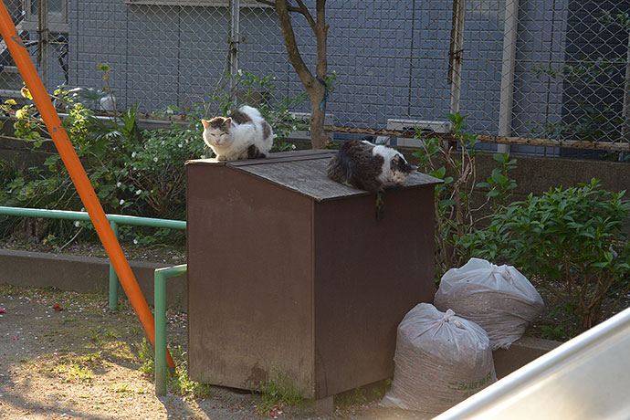 街のねこたち