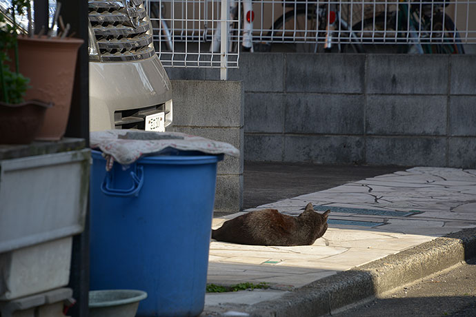 街のねこたち