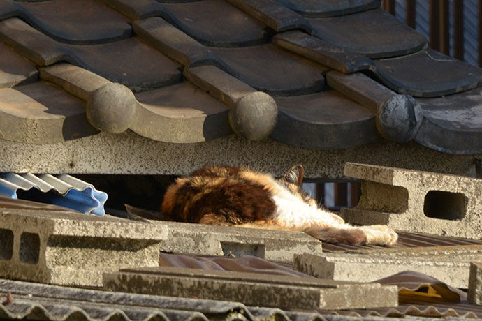 街のねこたち