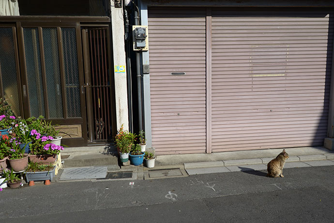 街のねこたち