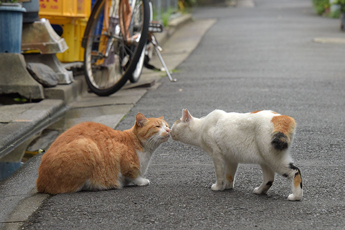 街のねこたち
