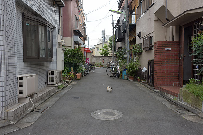 街のねこたち