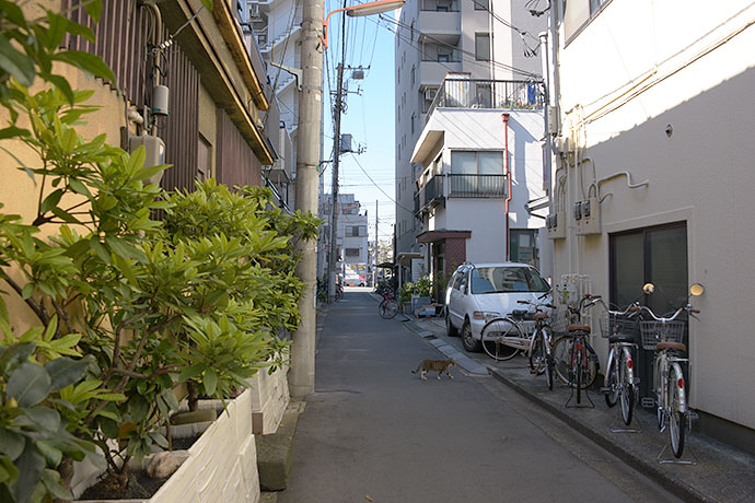 街のねこたち