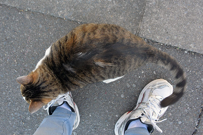 街のねこたち