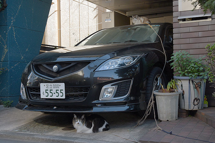 街のねこたち