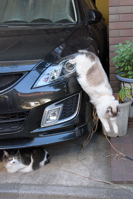 街のねこたち