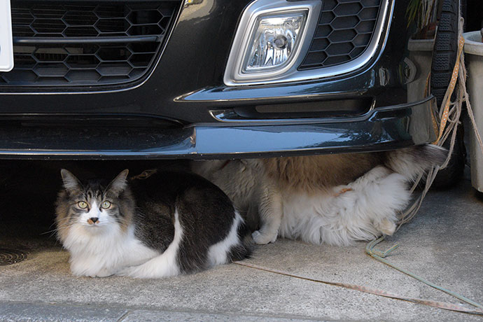 街のねこたち