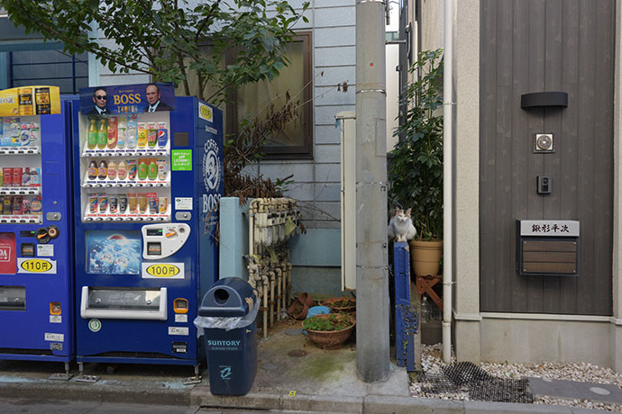 街のねこたち