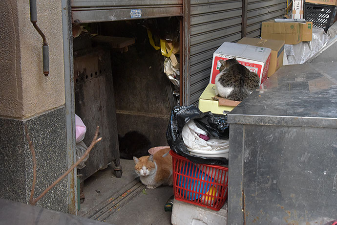 街のねこたち