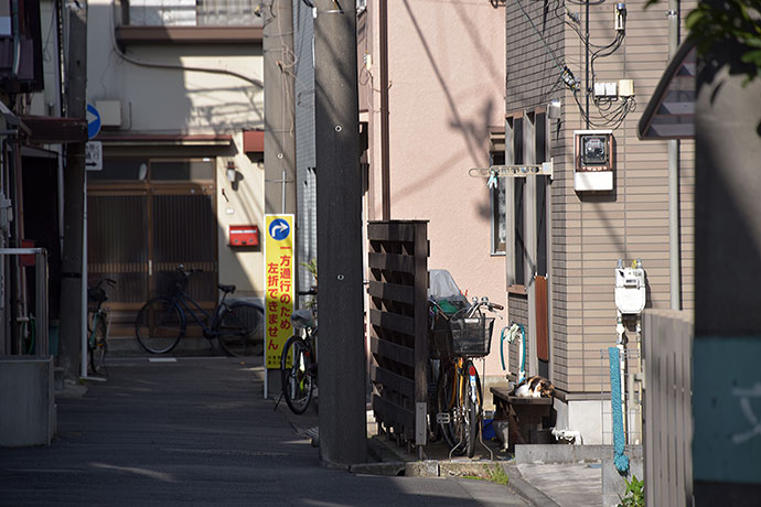 街のねこたち