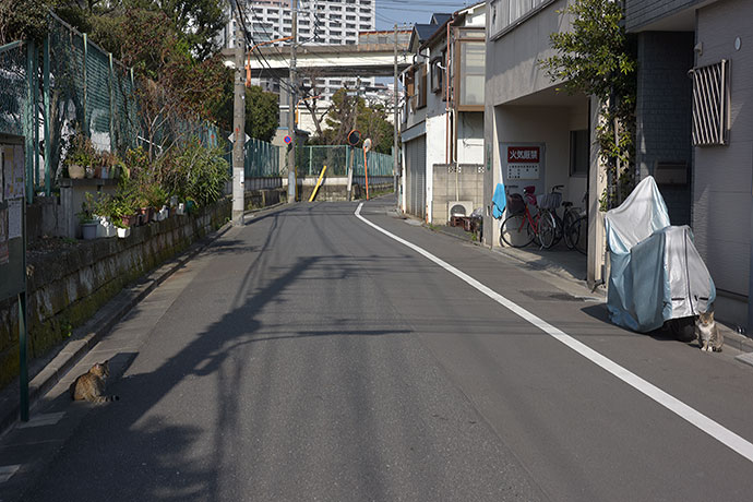 街のねこたち
