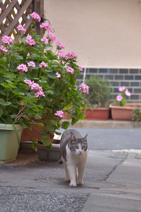 街のねこたち