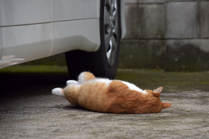 街のねこたち