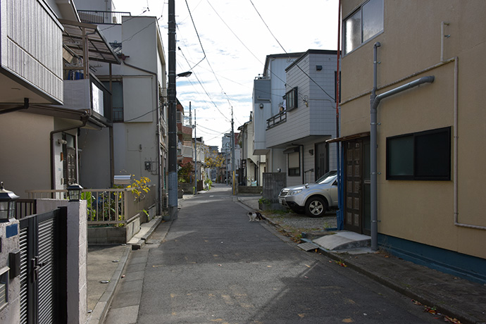 街のねこたち