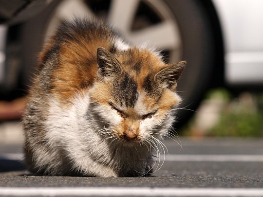 街のねこたち