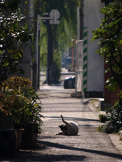 街のねこたち