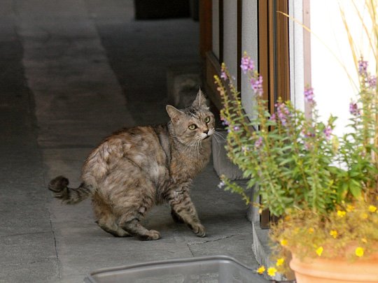 街のねこたち