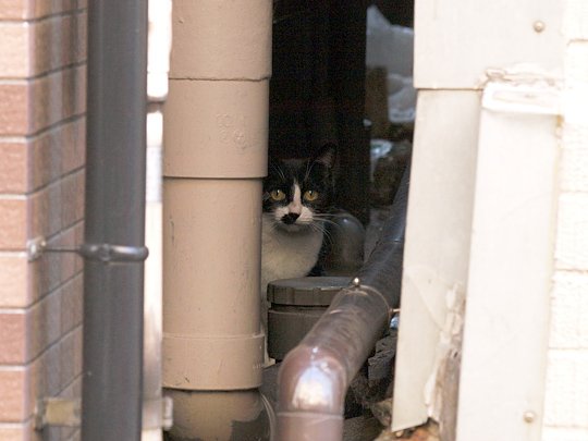 街のねこたち