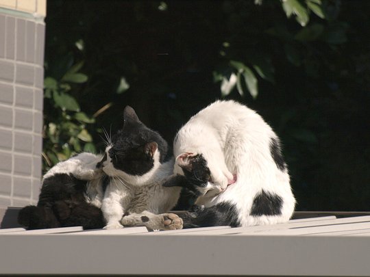 街のねこたち