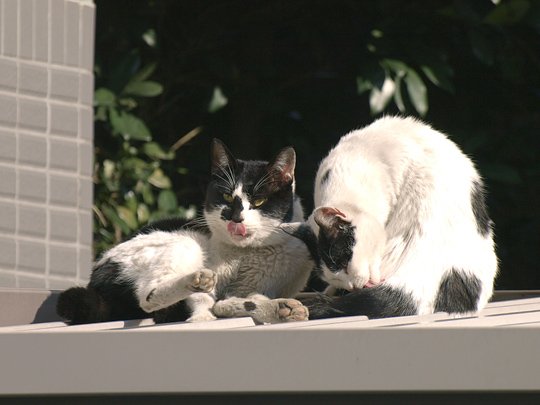 街のねこたち