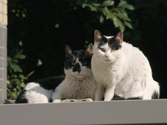 街のねこたち