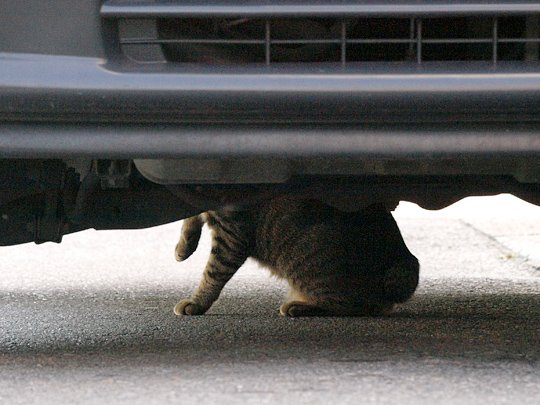 街のねこたち