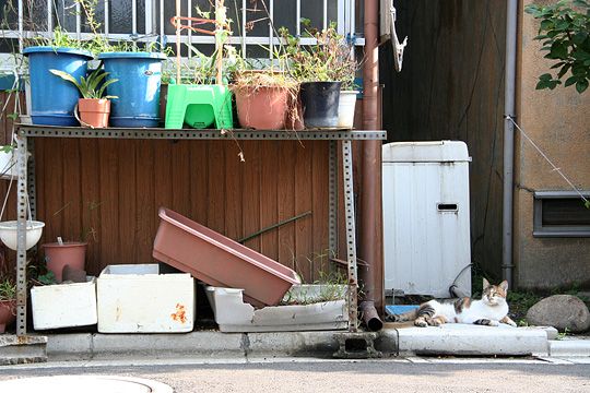 街のねこたち