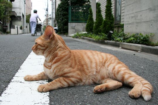 街のねこたち