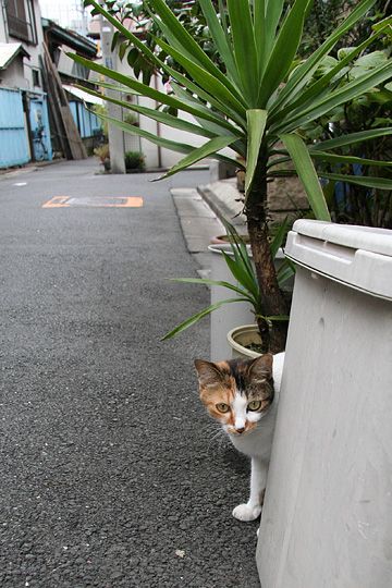 街のねこたち