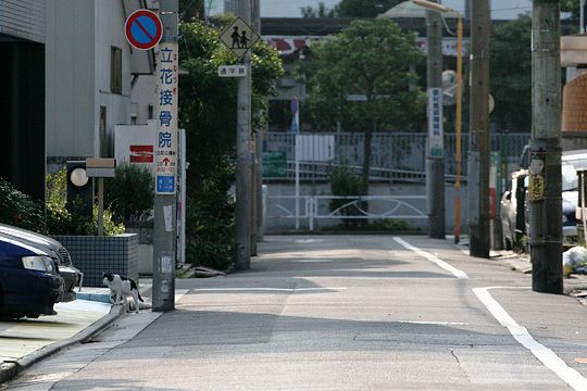 街のねこたち