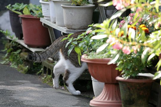 街のねこたち