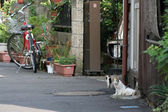 街のねこたち